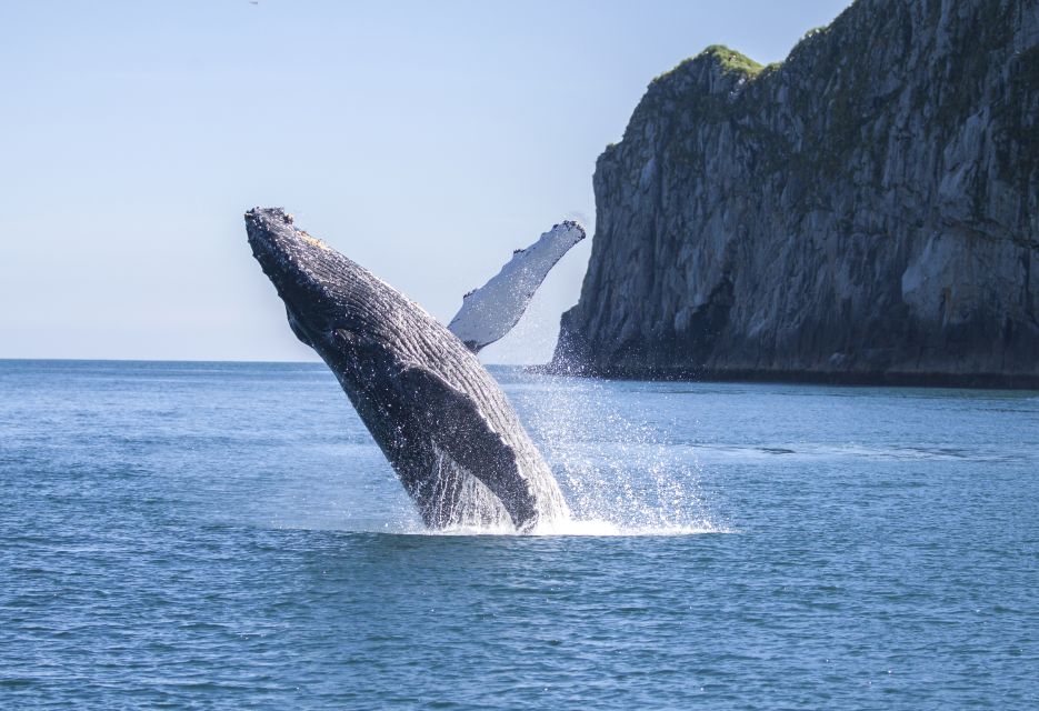 From Seward: Kenai Fjords National Park Cruise With Lunch - Experience Highlights