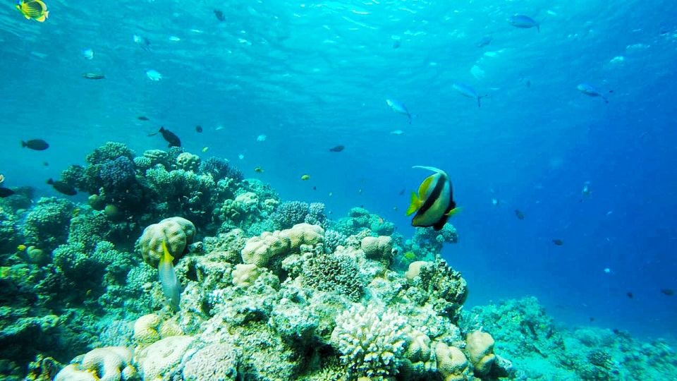 From Sharm or Dahab: Blue Hole & Canyon Sea Dive Experience - Expert Guides and Marine Life