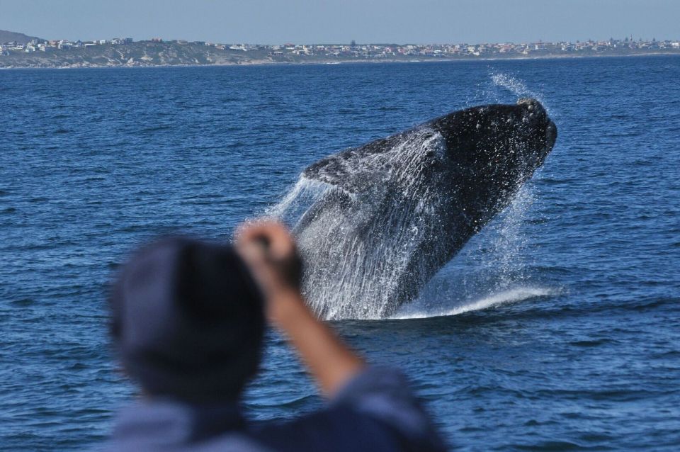 From Stellenbosch: Hermanus Whale Route Tour - Scenic Coastal Drive Details