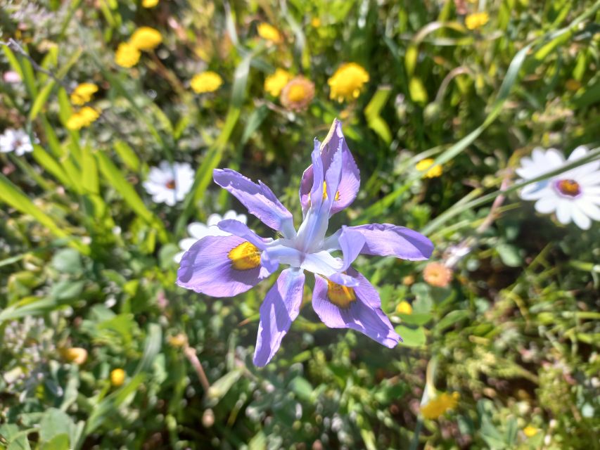 From Stellenbosch: Wildflower West Coast Guided Private Tour - Experience Highlights