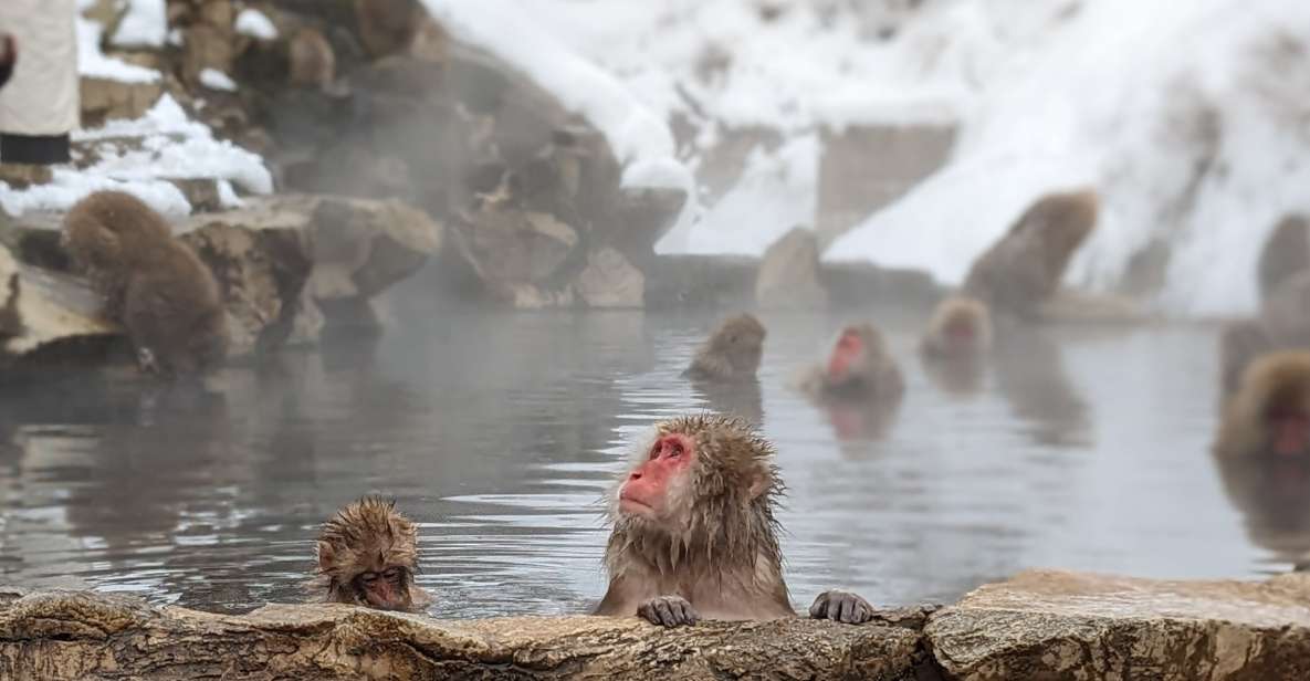 From Tokyo: Snow Monkey 1 Day Tour With Beef Sukiyaki Lunch - Transportation and Location Details