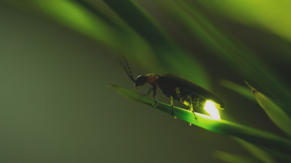 From Ubud: Evening Firefly Tour in Taro Village - Live Tour Guide and Language Options