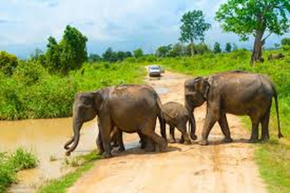From Udawalawe :-National Park Thrilling Full-Day Safari - Transportation and Pickup Details