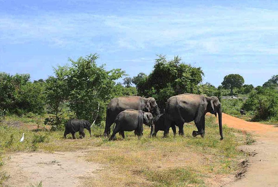 From Udawalawe :-National Park Thrilling Half-Day Safari - Udawalawe National Park Overview