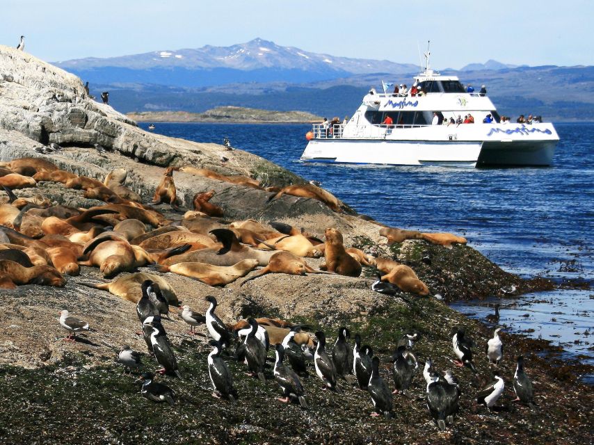 From Ushuaia: Penguin Watching Tour by Catamaran - Experience Highlights