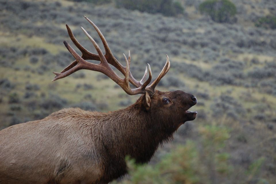 From West Yellowstone: Lamar Valley Wildlife Tour by Van - Experience Highlights