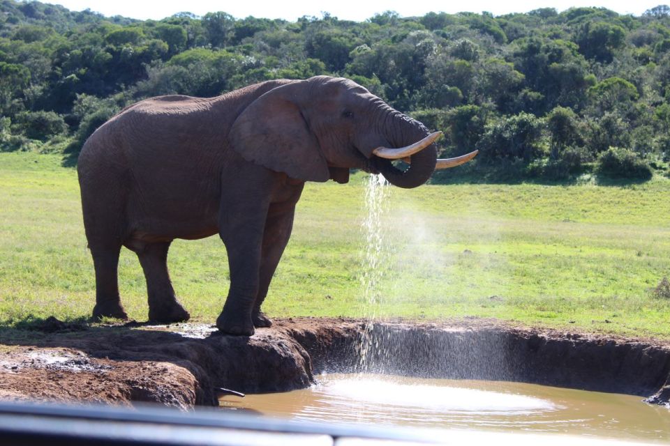 Full Day Addo and Private Reserve Safari With Boma Dinner - Experience Highlights