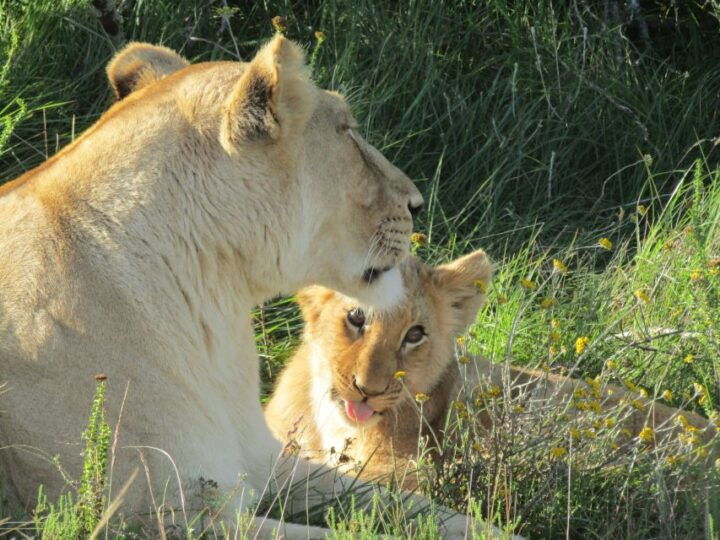 Full Day Addo Elephant National Park Safari - Pickup Information