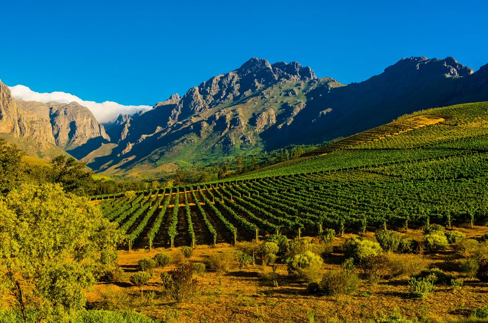 Full-Day Cape Winelands Tour - Experience Highlights