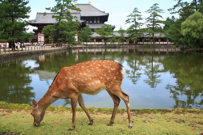 Full Day Excursion: Kyoto and Nara Highlights From Kyoto/Osaka - Tour Itinerary