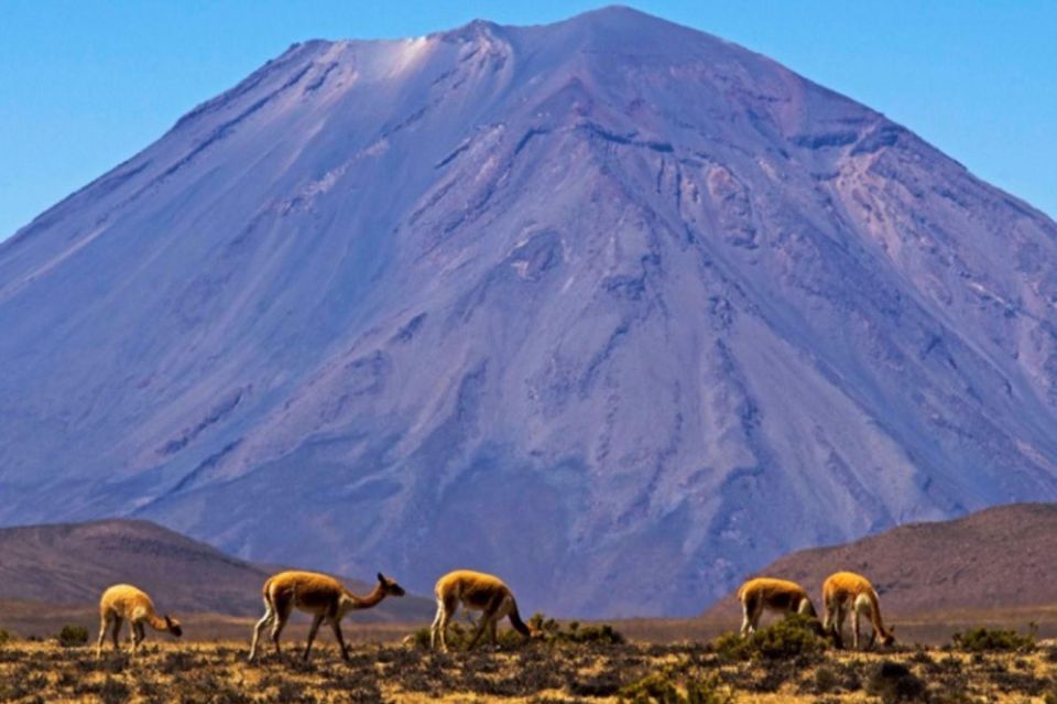 Full Day Excursion to the Salinas Lagoon Arequipa - Tour Experience