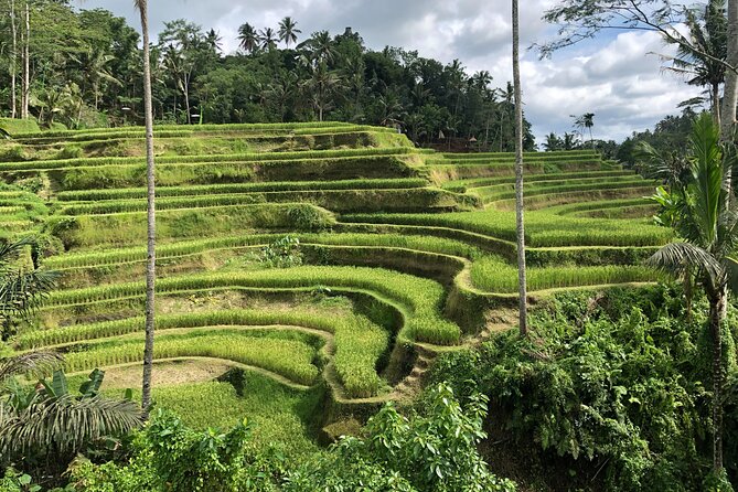 Full-Day Highlights and Best of Ubud Village - Top Attractions to Explore