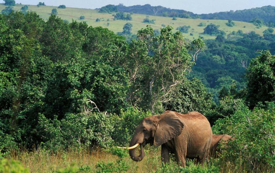 Full Day Isimangaliso Wetlands Park Tour From Durban - Wildlife Encounters and Sightings