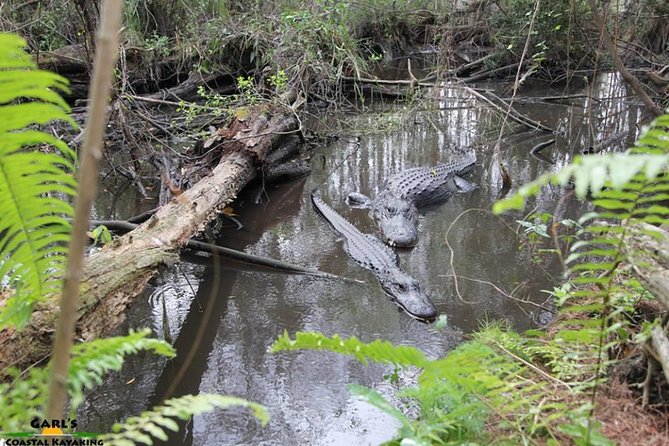 Full-Day Kayak Adventure in the Everglades - Requirements and Policies