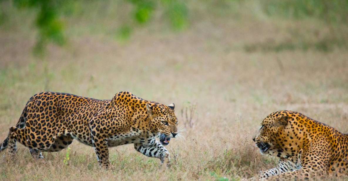 Full-Day Leopard Safari at Yala With Picnic Lunch - Experience Highlights