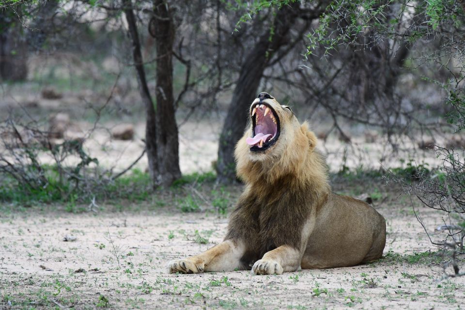 Full-Day Private Big 5 Safari in Kruger National Park - Inclusions and Entrance Fees