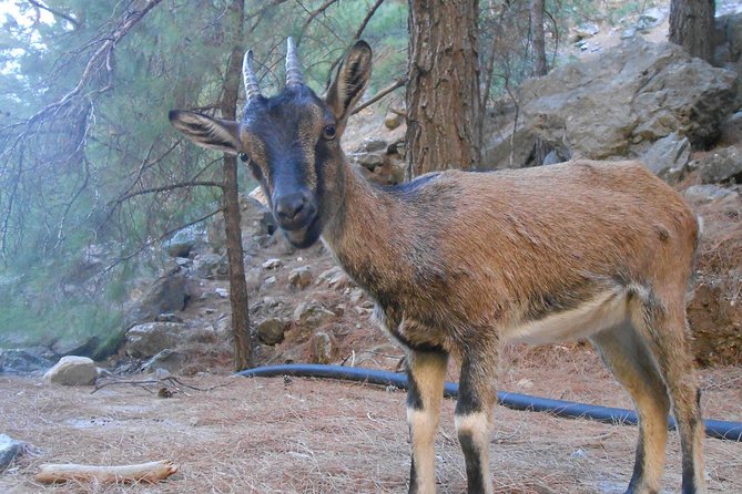 Full Day Samaria Gorge 10-Mile Walking Tour - Review Insights