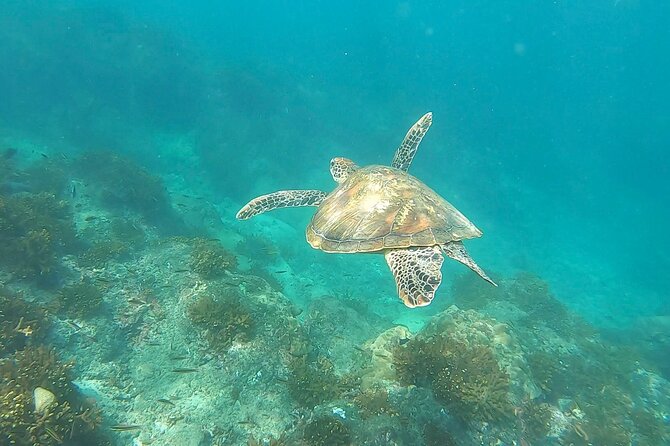 Full-Day Snorkeling Tour in Caño Island With Lunch - Group Size and Meeting Point