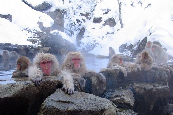 Full Day Snow Monkey Tour To-And-From Tokyo, up to 12 Guests - Pickup and Language