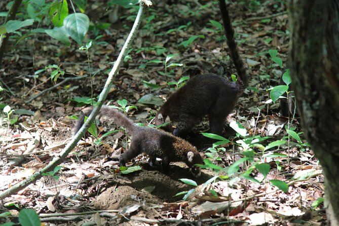 Full-Day Tour of Corcovado Sirena Station With Lunch - Travel Experience