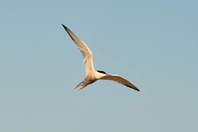 Full Day Tour to Texel - Friesian Islands - From Amsterdam - Itinerary Details