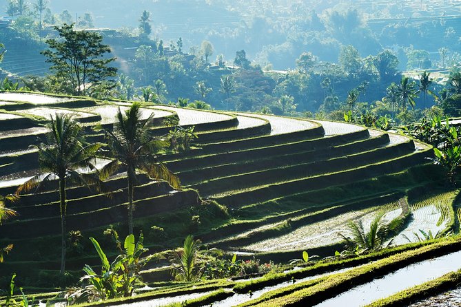 Full-Day Tour to Water Temples and UNESCO Rice Terraces in Bali - Tour Experiences and Activities