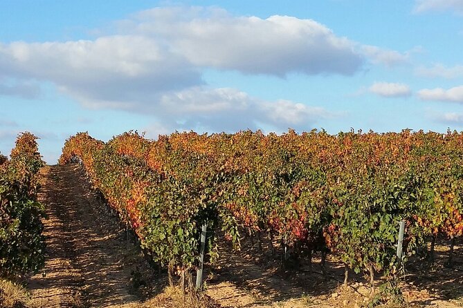 Full Rioja Wine Tour With Lunch From San Sebastian Private Tour - Itinerary Highlights