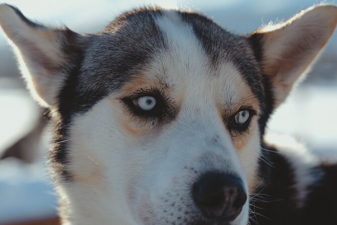 Fun & Easy Dog Sledding Adventure - Noon Tour - Tour Details