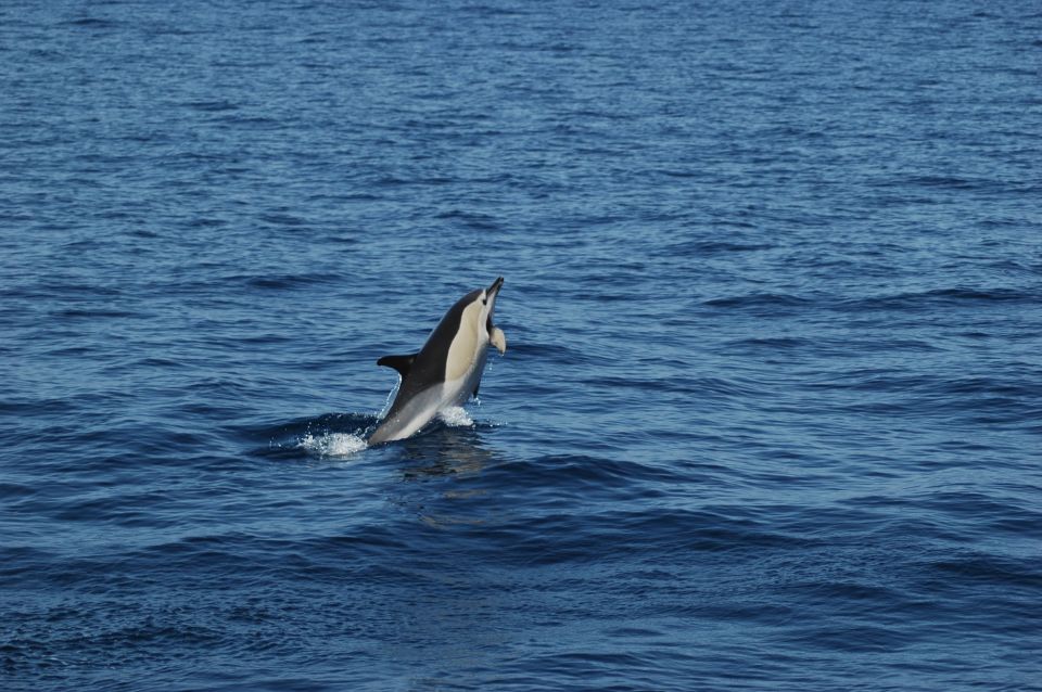 Funchal: Dolphin and Whale Watching Catamaran Cruise - Experience and Itinerary