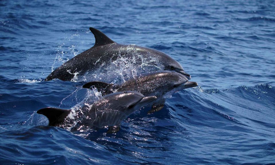 Funchal: Dolphin and Whale Watching Cruise - Ocean Adventure Features