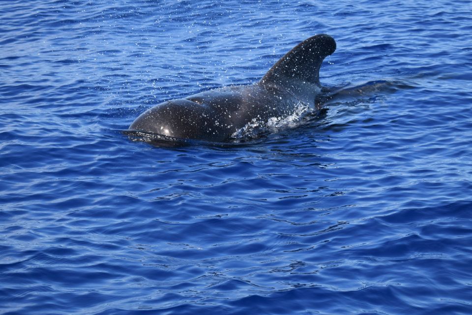 Funchal: Private Catamaran Tour With Dolphin Watching - Catamaran Features