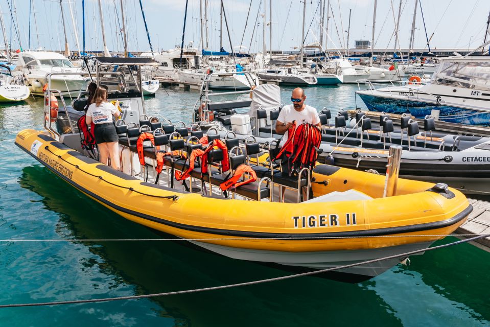 Funchal: Whale and Dolphin Watching Speed Boat Tour - Experience Highlights