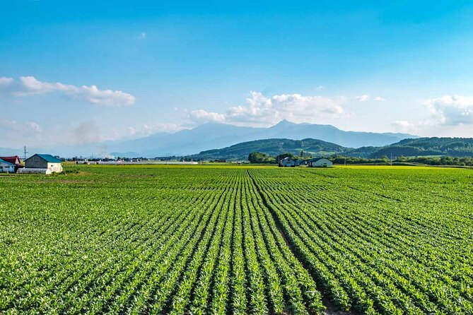 Furano & Biei 4 Hour Tour: English Speaking Driver Only, No Guide - Itinerary Options