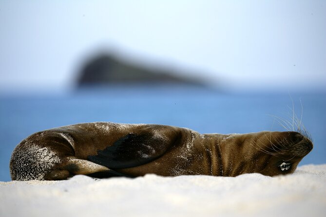 Galapagos Intensive 5 Days, Land Base (3islands) Excludes Galapagos Flight - Booking Information and Pricing