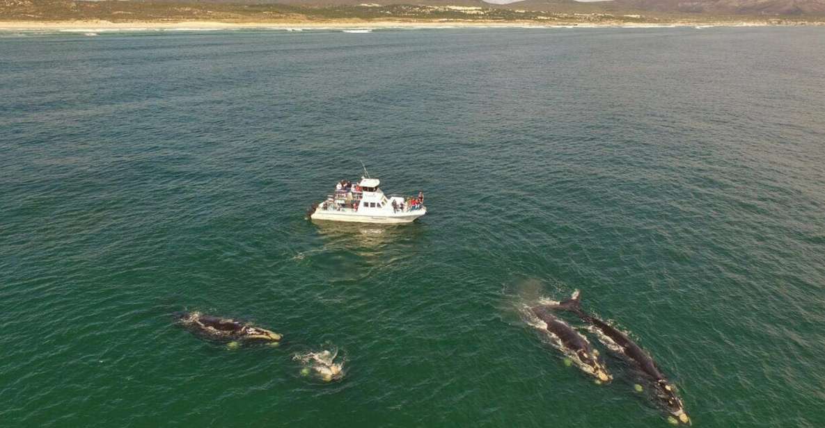 Gansbaai: Whale Watching Trip by Boat - Experience Highlights