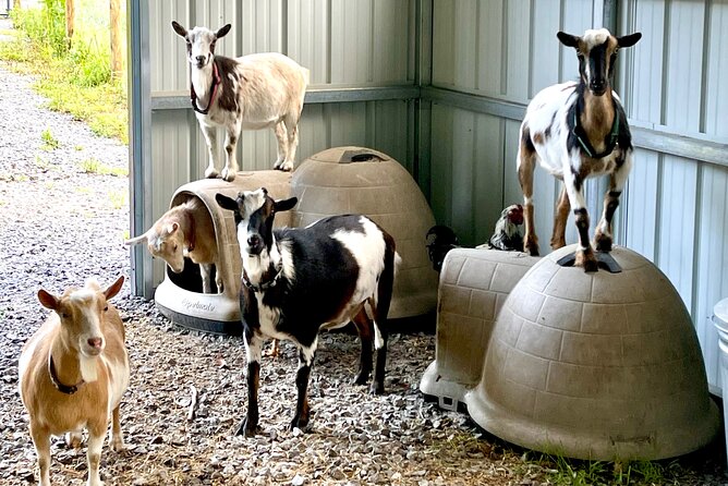 Gem Mining and Goat Farm Walking Tour in Hendersonville - Booking and Pricing