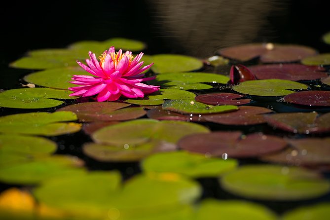 General Admission to Denver Botanic Gardens Ticket - Refund Policy and Cancellation Details