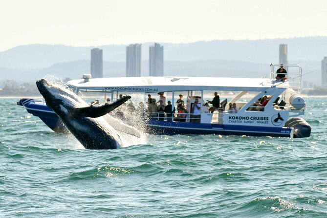 Gold Coast Whale Watching Cruise - Cancellation Policy