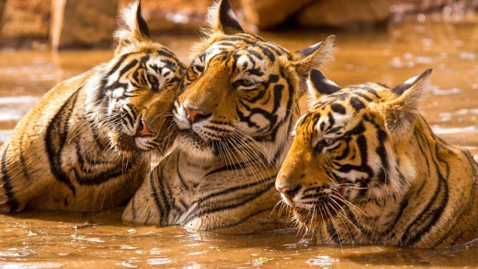 Golden Triangle Tour With Ranthambore Tiger Safari - Experience Itinerary