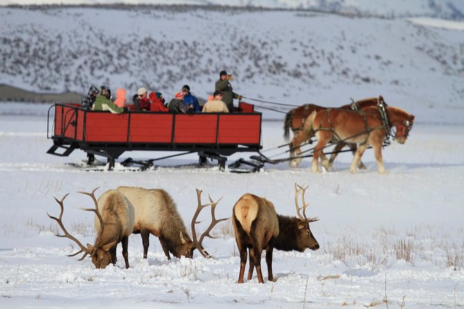 Grand Teton and National Elk Refuge Winter Wonderland Full Day Adventure - Traveler Experiences