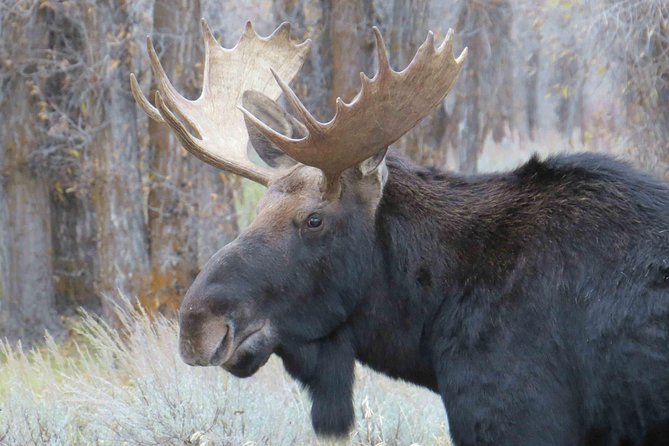 Grand Teton National Park - Full-Day Guided Tour From Jackson Hole - Inclusions and Amenities