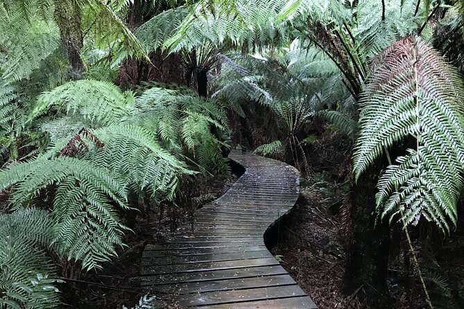 Great Ocean Road to 12 Apostles Plus Rainforest Melbourne Daytour - Customer Reviews