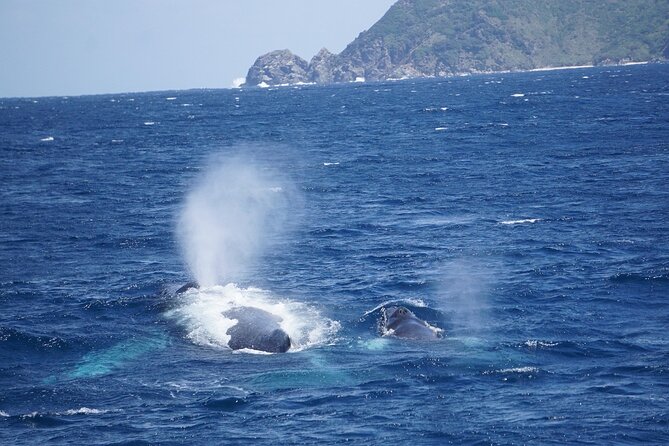 Great Whale Watching at Kerama Islands and Zamami Island - Wildlife Spotting Tips