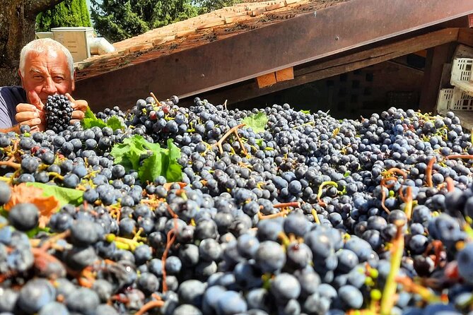 Greve in Chianti Wine Tasting and Winery Tour - Additional Information and Policies