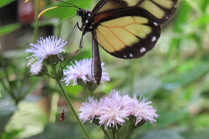 Guided Butterfly Conservatory Tour in Costa Rica - Additional Information