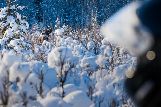 Guided Fairbanks Snowmobile Tour - Customer Reviews