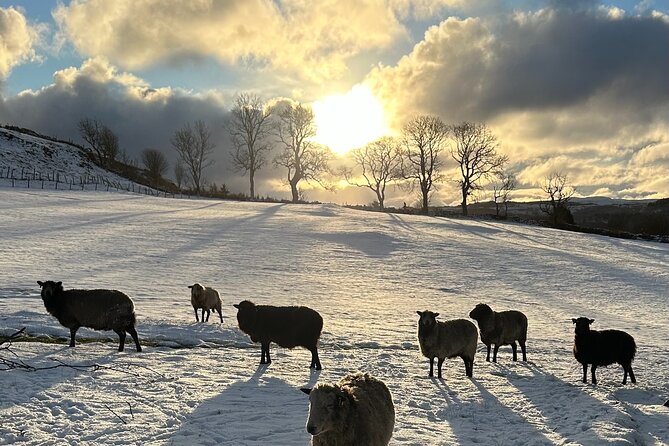 Guided Hebridean Farm Hike Near Tobermory, Isle of Mull, Scotland - Group Participation Guidelines