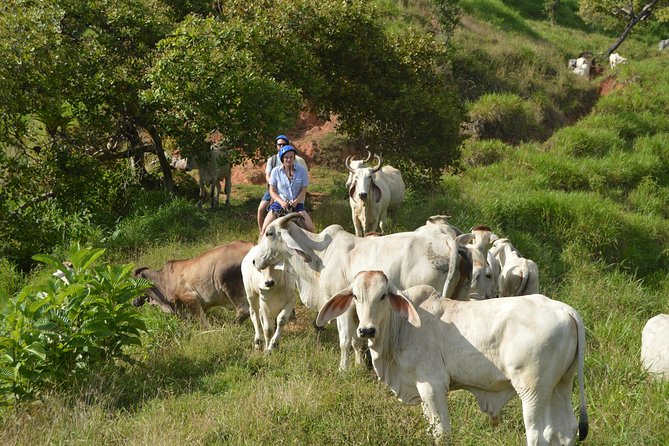 Guided Horseback Riding Tour in Manuel Antonio  - Quepos - Cancellation Policy