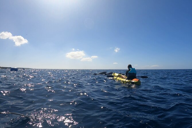 Guided Kayak Tour From Los Cristianos Beach Tenerife - Additional Information