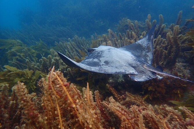 Guided Snorkel Experience, Advanced - Review Information